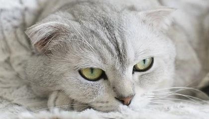 开云体育在线赛事直播-德甲：多特在最后几分钟逆转多特，积分排名不断变化，德甲 多特