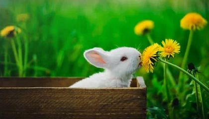 开云体育在线赛事直播-德甲：多特在最后几分钟逆转多特，积分排名不断变化，德甲 多特